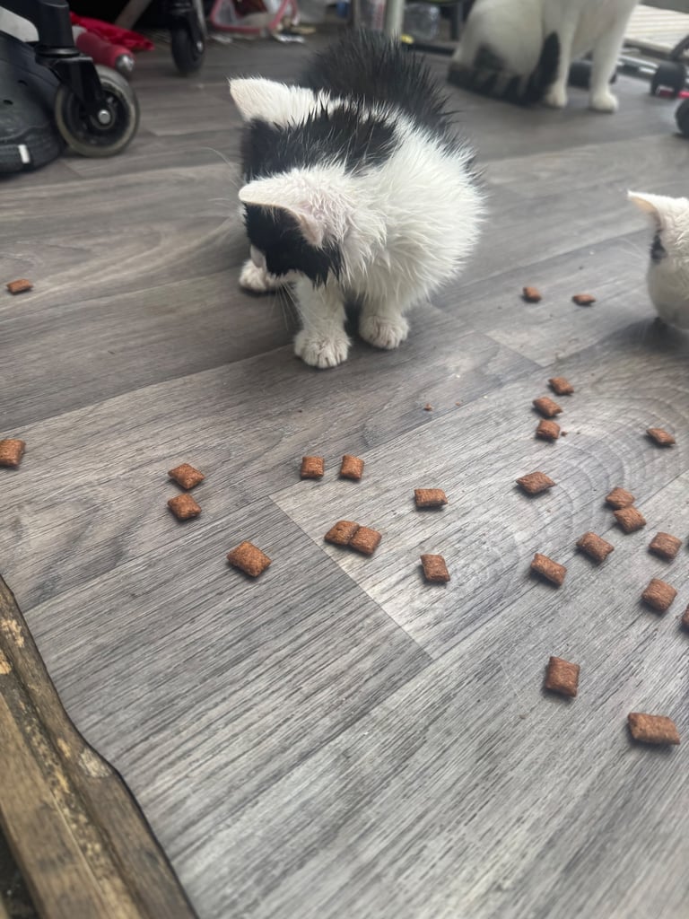 Adorable 2.5 Month-Old females Kitten for Sale – £35 🐱