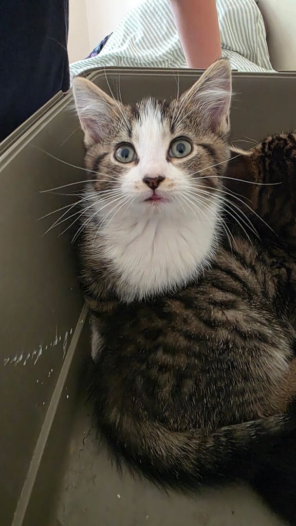 image for Adorable kittens 