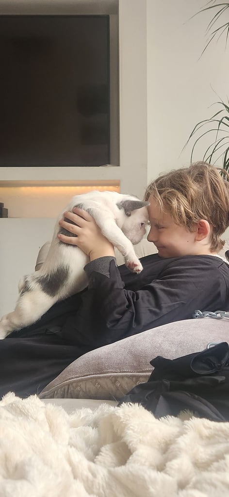 french bulldog carrying fluffy female