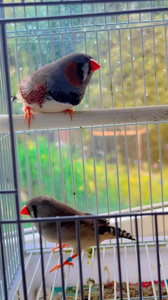4 PAIRS OF BIG EXHIBITION SIZED CLOSE RUNG (ZFS) ZEBRA FINCHES