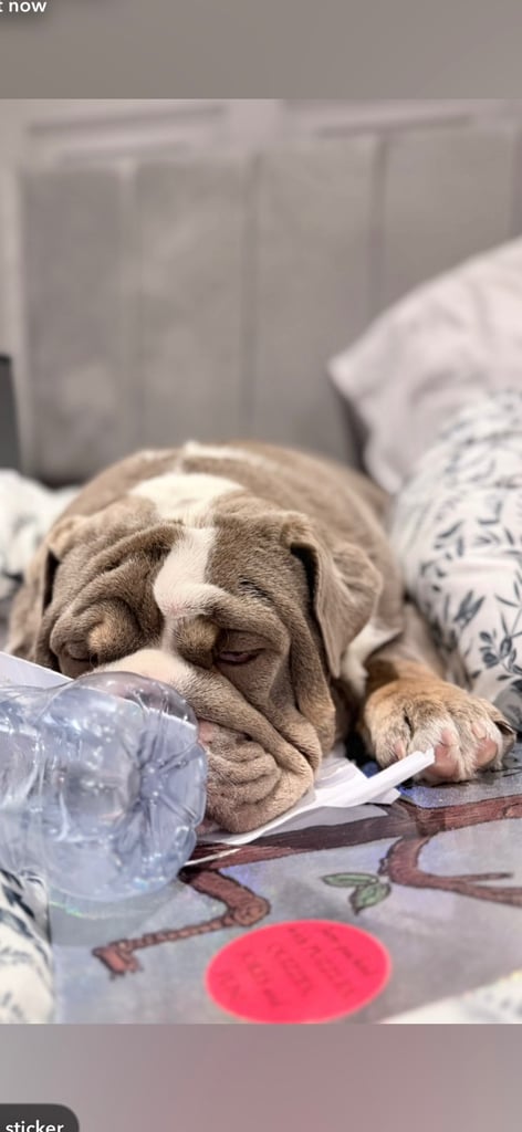 6 month english bull dog 