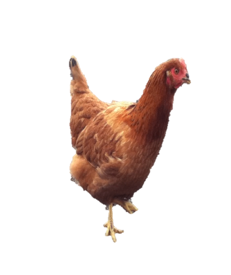 image for Bovan Brown chicks available