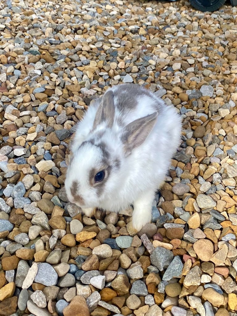 Beautiful,Minilop Rabbits for urgent sale 