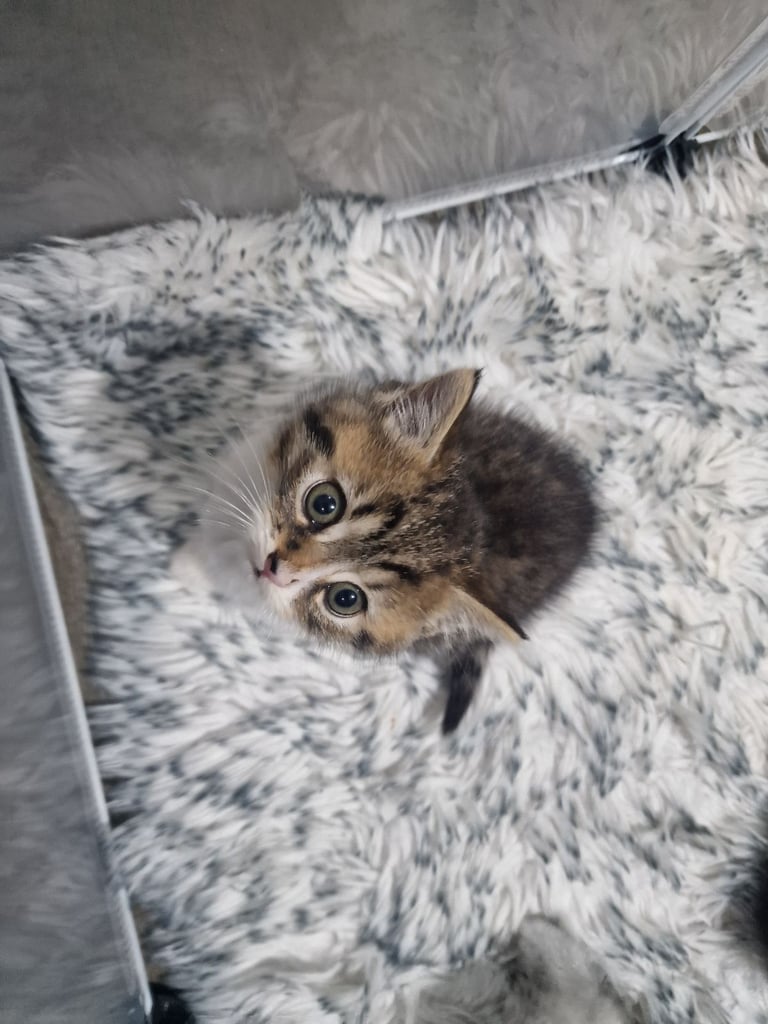 7 kittens 