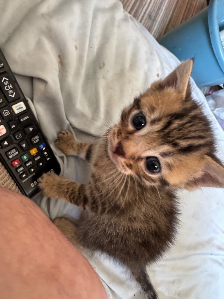 Bengal kittens 