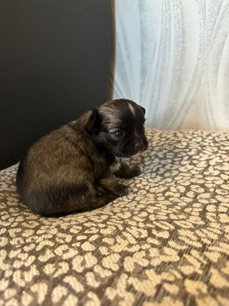 Chihuahua long hair 