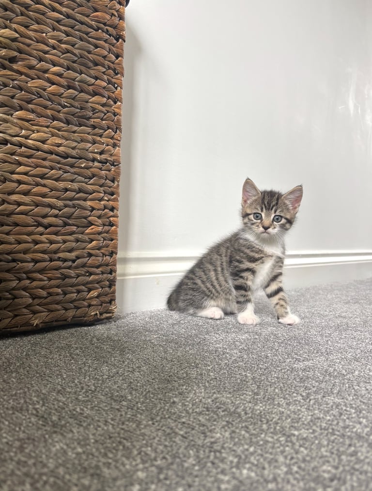 ✨Siberian Cross Kittens – 2 Boys – Hypoallergenic  £350. Ask about delivery
