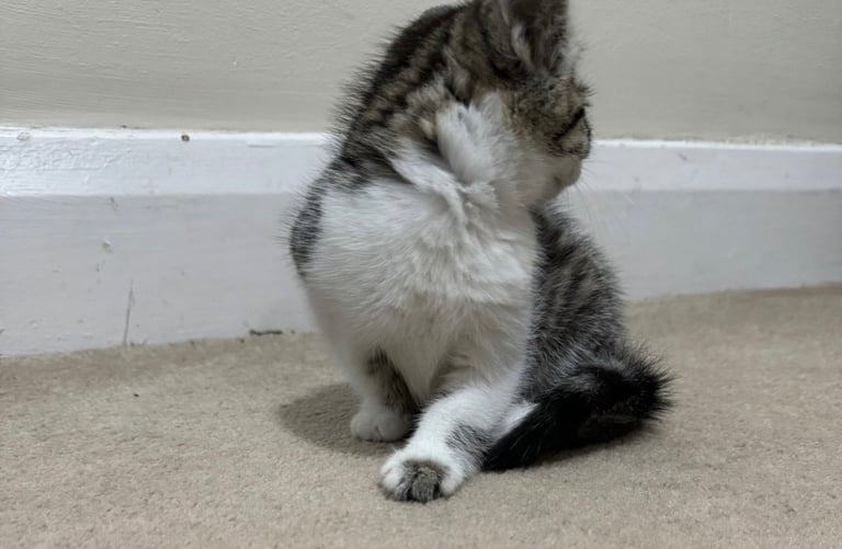Domestic shorthair kitten 