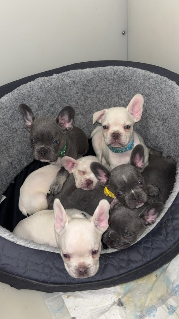 6 beautiful kc reg French bull dogs 💙