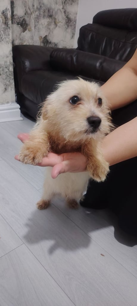 Puppy for sale 500£