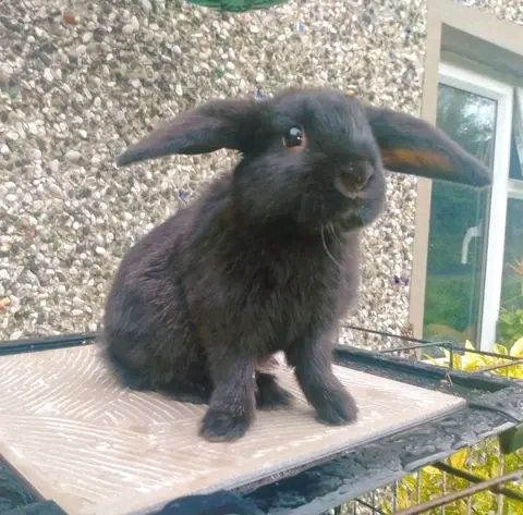 Baby rabbits 