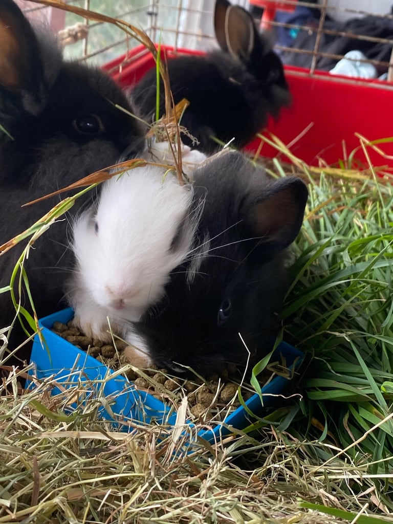 The lion head cross lop