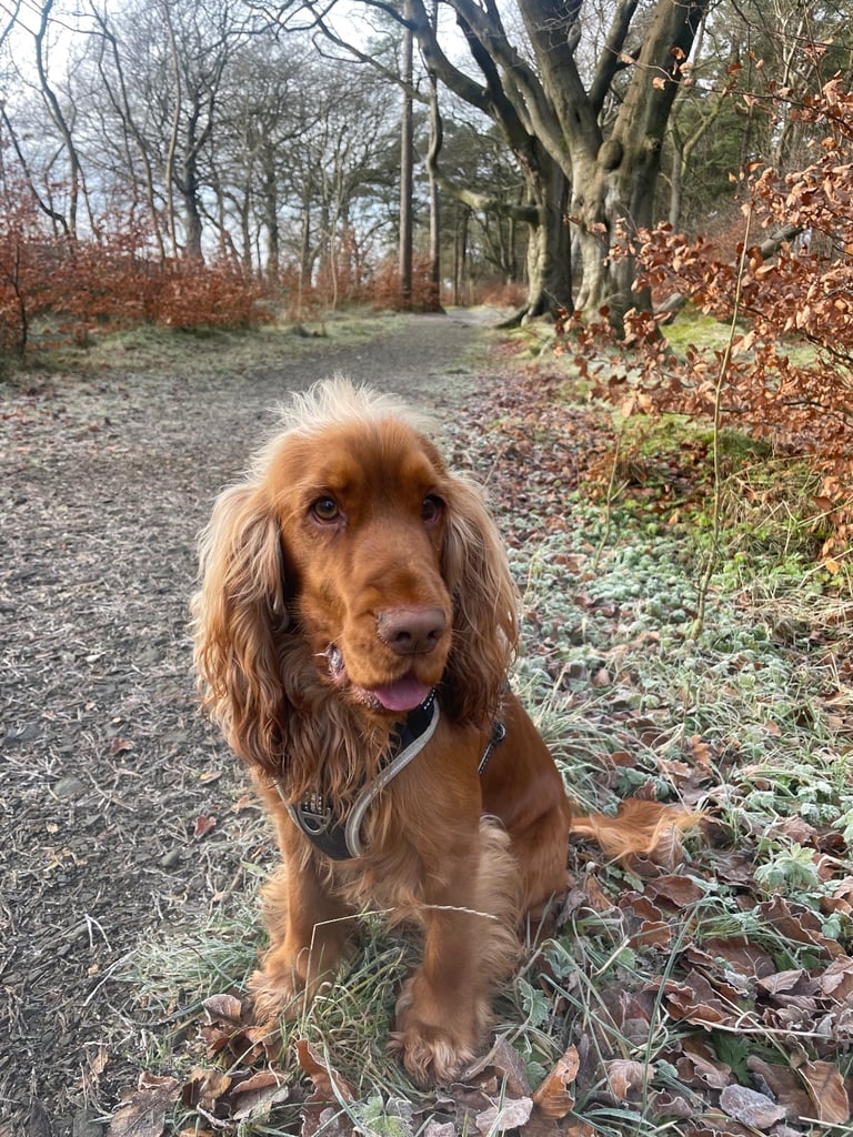 Kc registered Cocker Spaniel