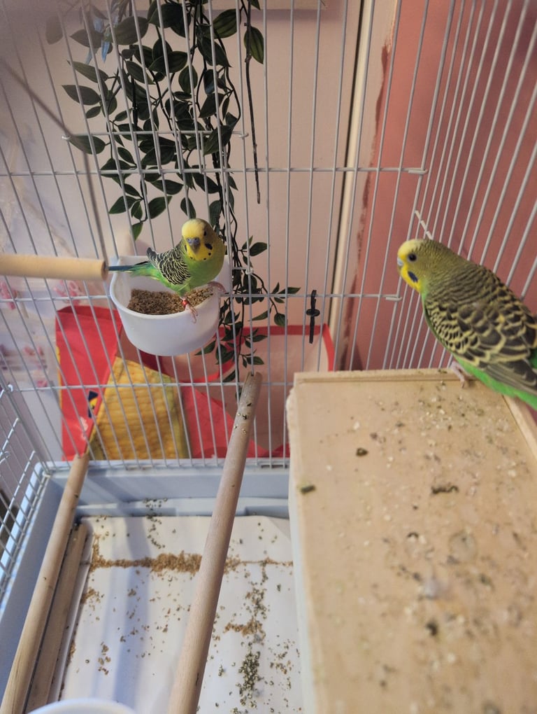 Two bush Budgies and cage 