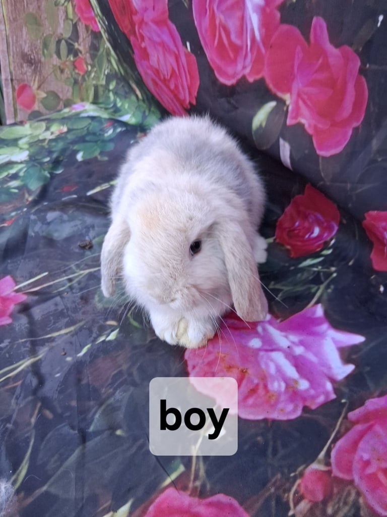 Mini lop baby rabbits