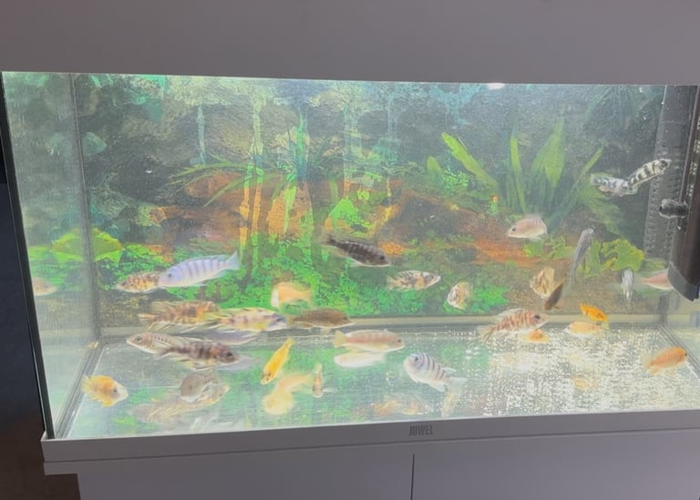 Malawi Cichlid Fish (x30)