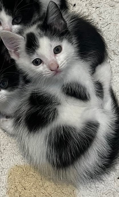 Male kitten 