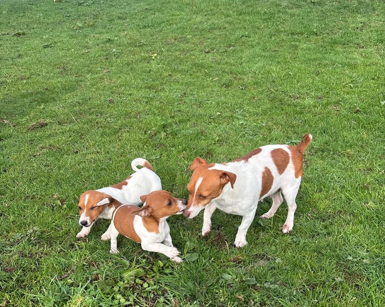 Jack Russell puppies for sale 