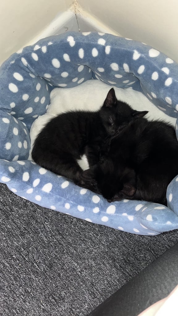 Two beautiful black kittens 