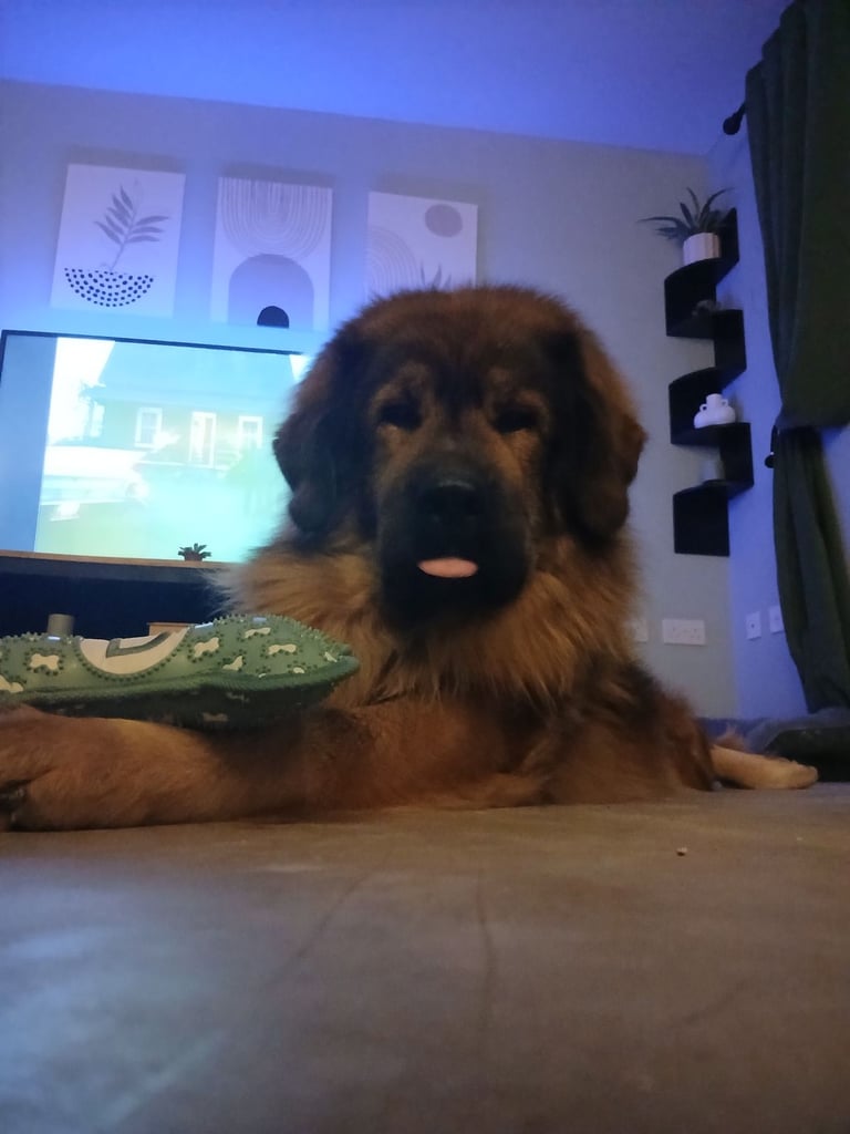 Tibetan Mastiff Female KC