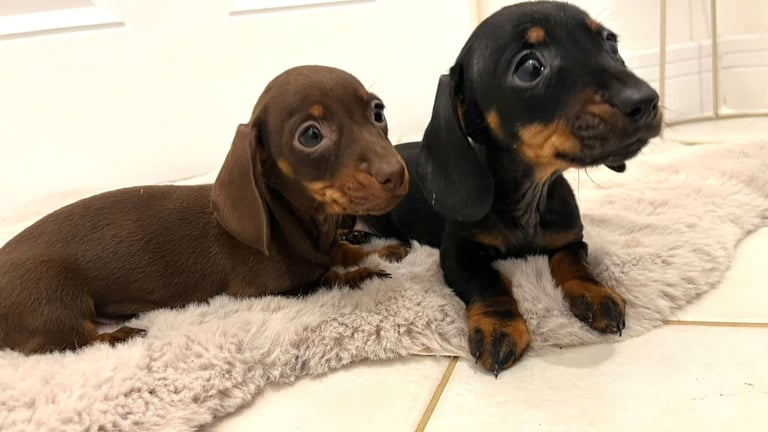 2 Miniature Dachshund Girl Puppies