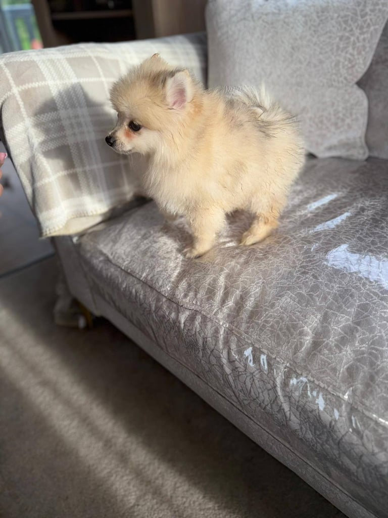 Miniature Pomeranian puppy 