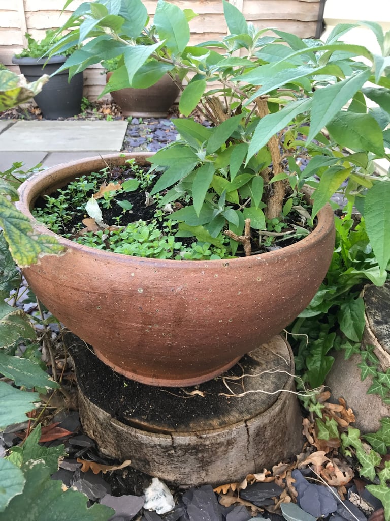 2 Brown medium size pots 