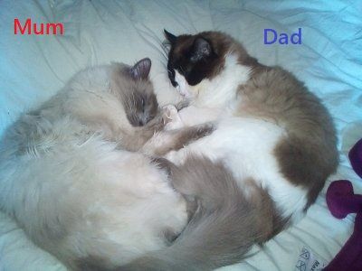 image for Pure Ragdoll Kittens 1 boy left, born 26 July 2025 - Inverness/Lochcarron