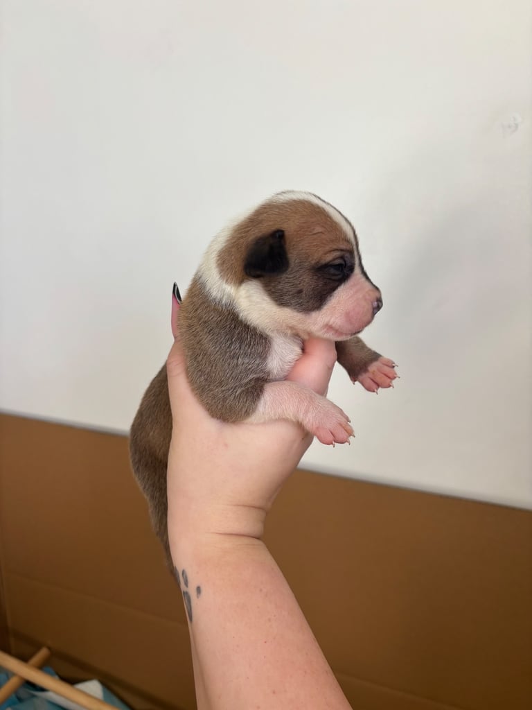 Bull-Herder for sale | 6 boys | 4 Girls