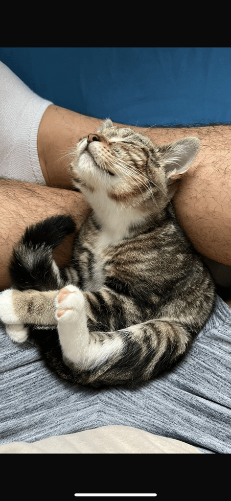 Female kitten