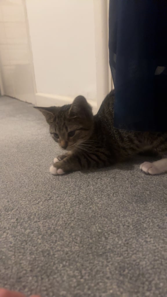 Tabby kittens 