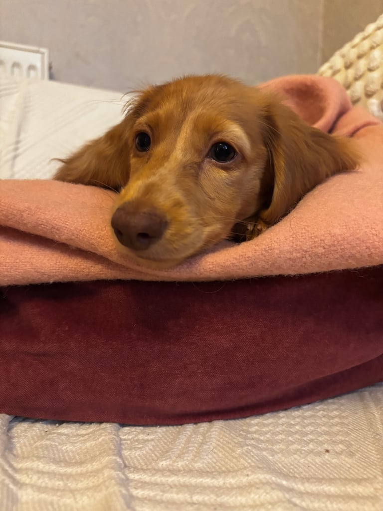 Longhaired Mini Dachshund KC