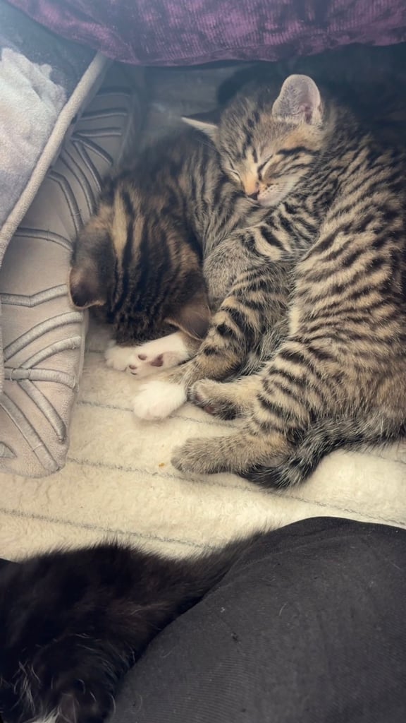 Tabby kitten