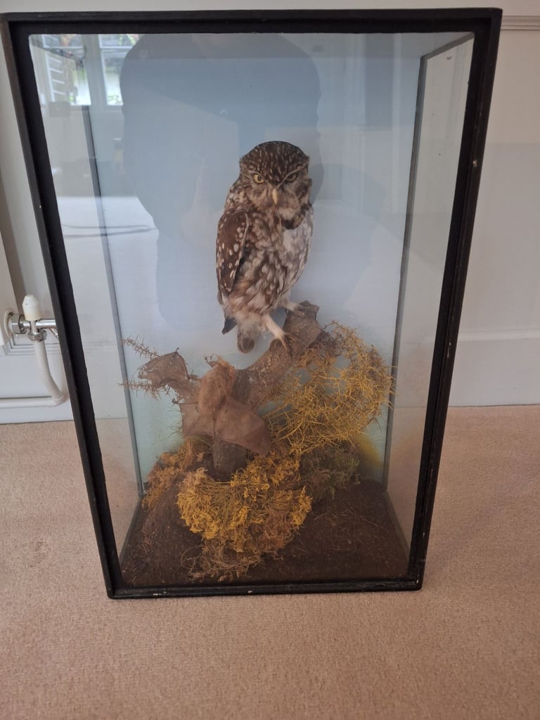 image for Taxidermy 