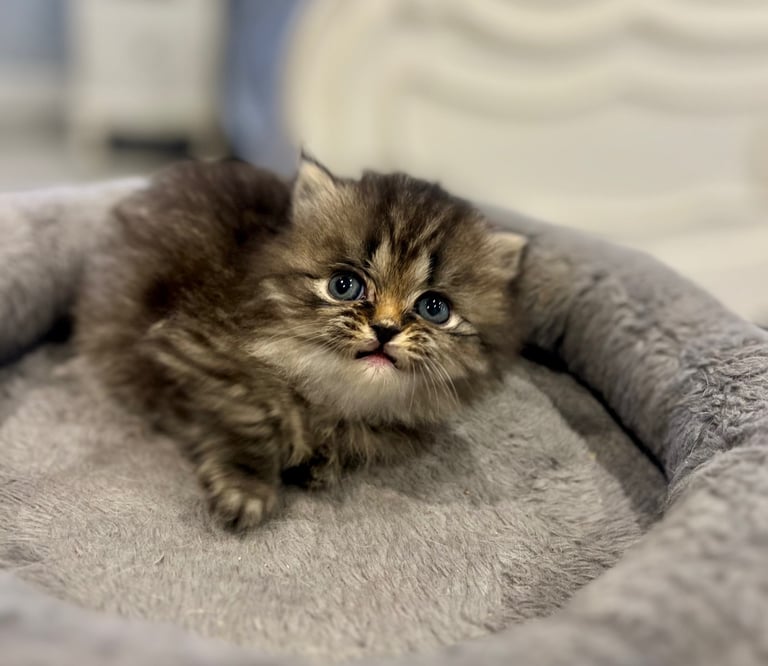 Gorgeous litter of 6 PKD Negative Persian kittens