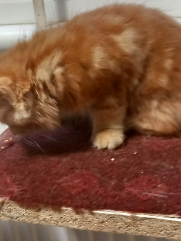 4 very beautiful,  adorable,  cute kittens for sale