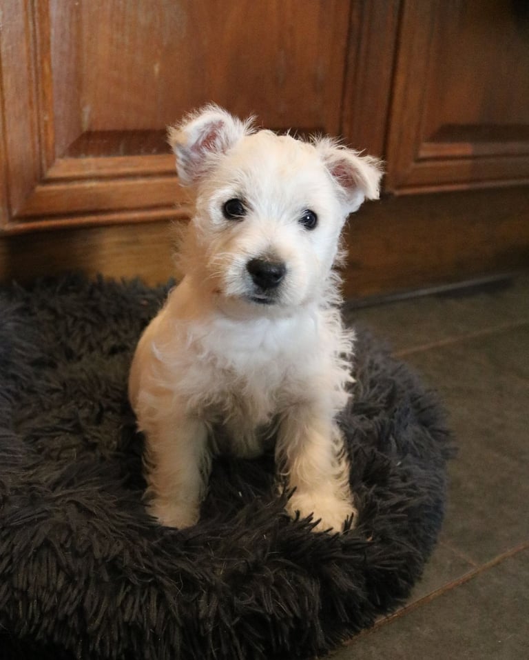 West Highland Terrier (Westie) Puppies for Sale 
