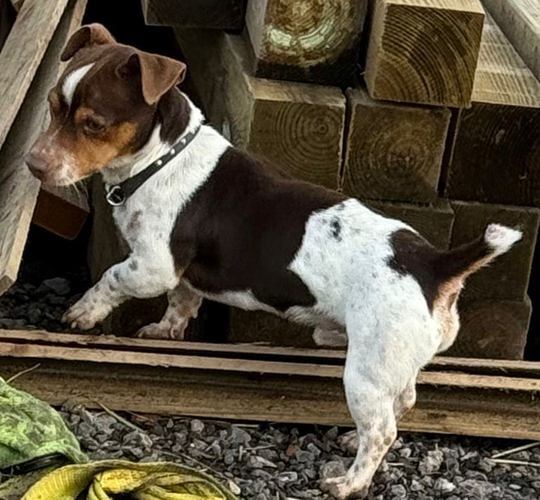 Jack Russell Puppies