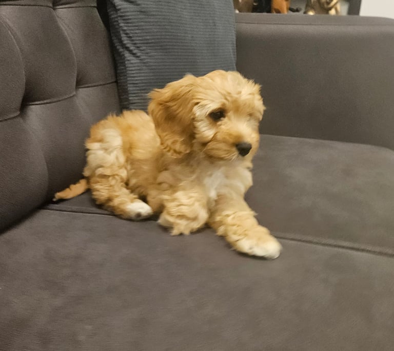 Beautiful 10-Week-Old Mini Cockapoo Puppy – “Daisy”