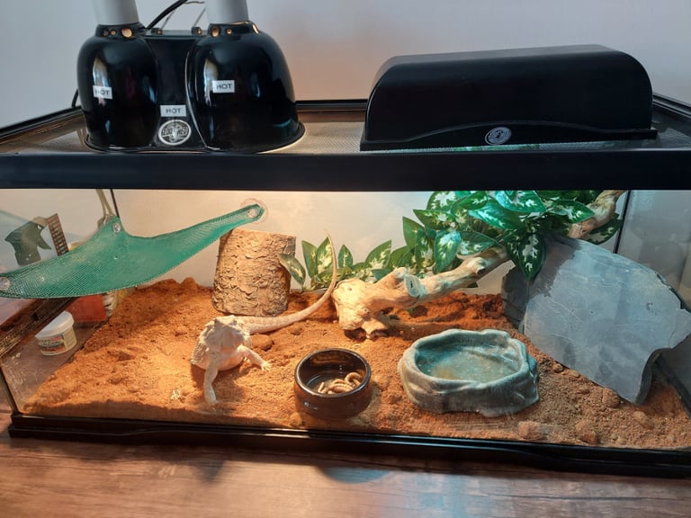 Bearded dragon (2 year old) and full vivarium set up