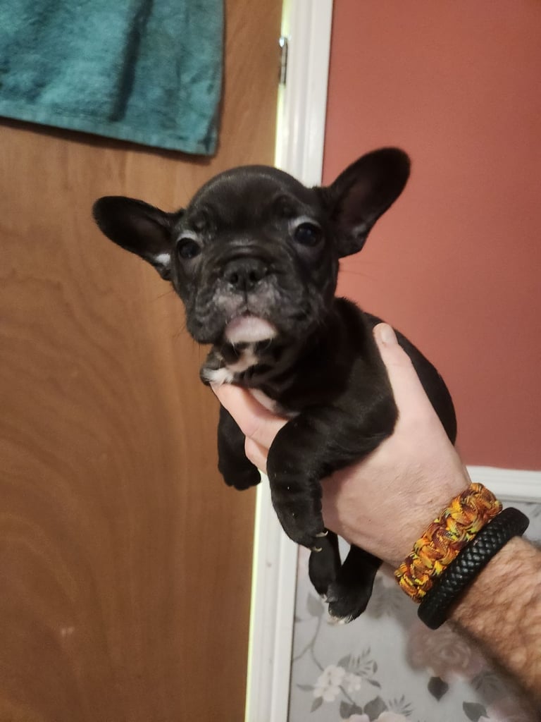 French Bulldog Puppies