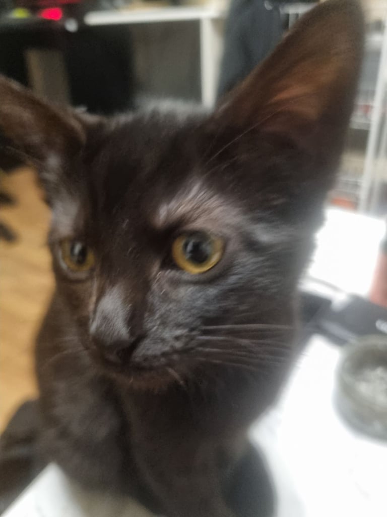 Black Kitten 12 weeks