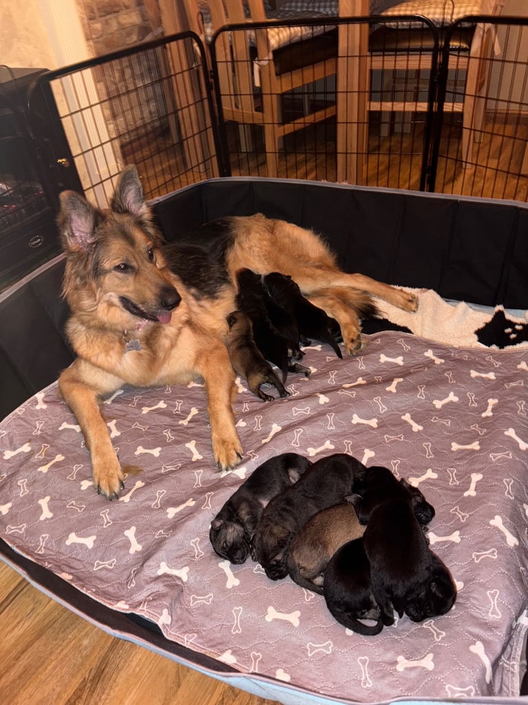 German Shepard puppies for sale 