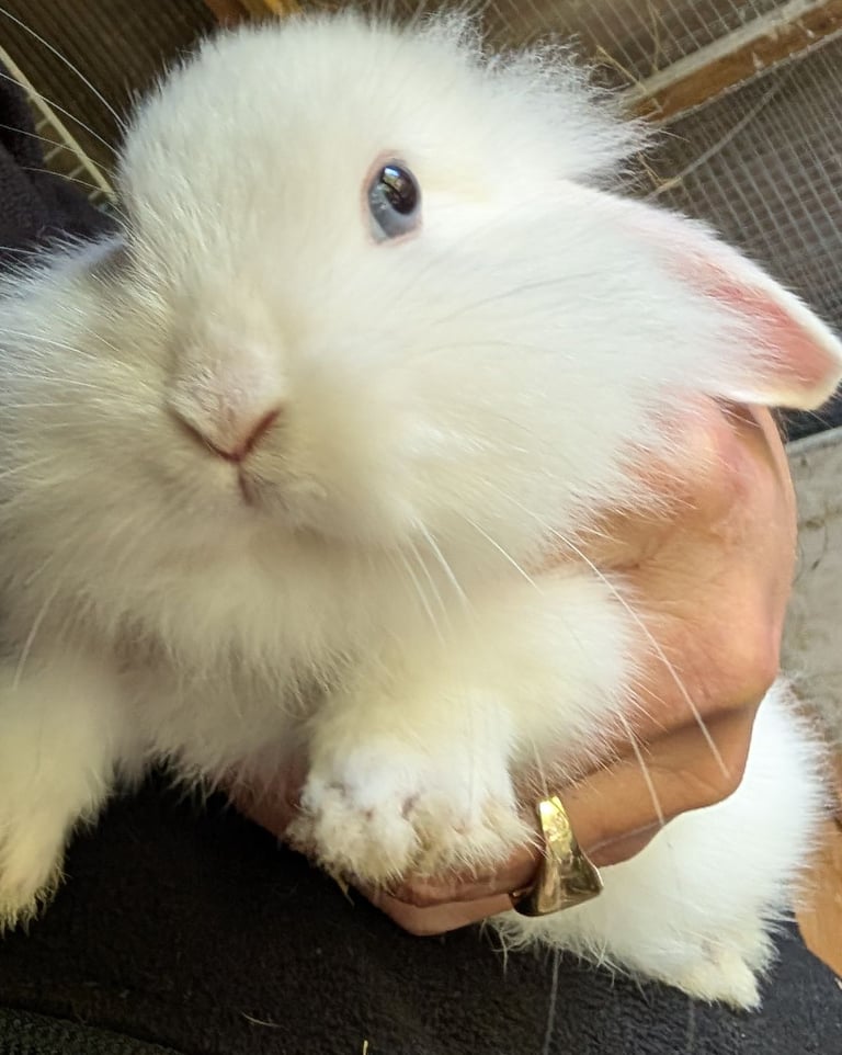 Mini Lion Lop bunnies
