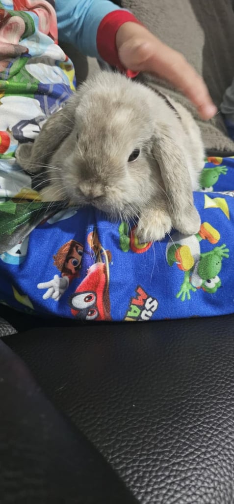 Lop rabbit