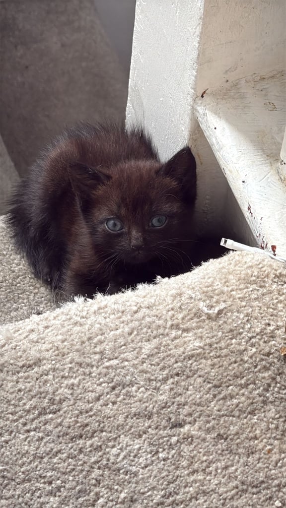 Black 2 Month Old Kitten For Sale