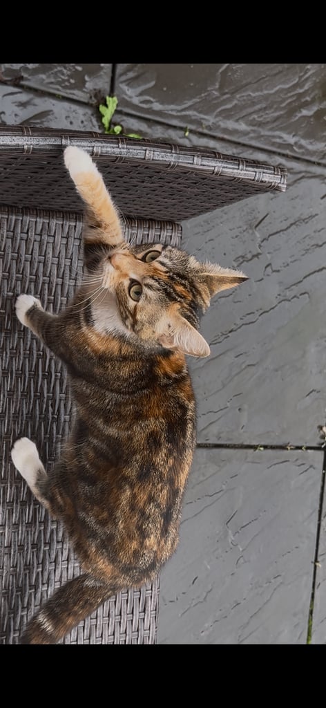 Cat for sale