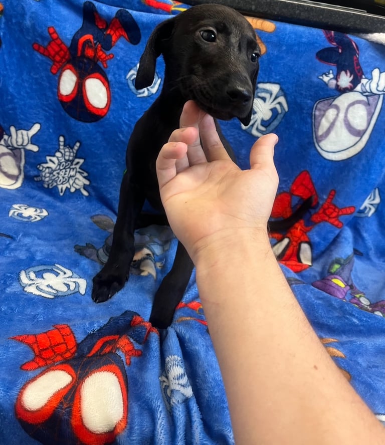Lab cross Doberman puppies 
