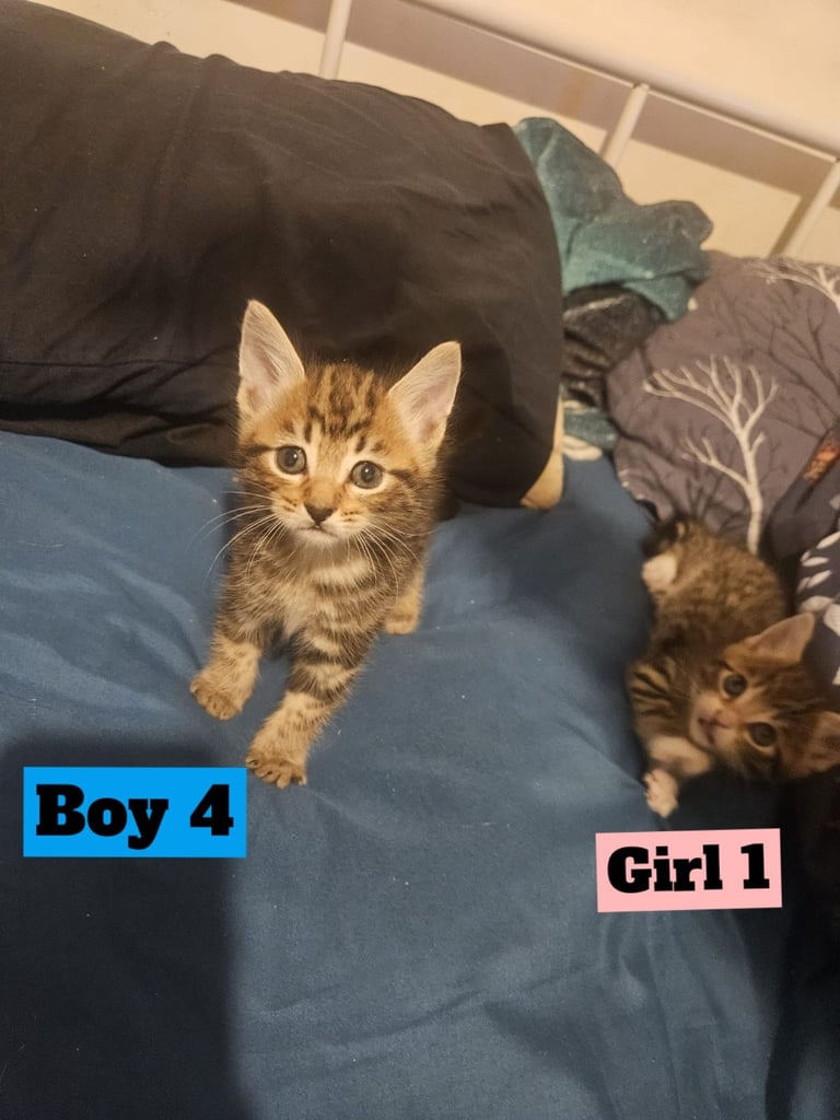 X5 Maine coon x Norwegian forest 