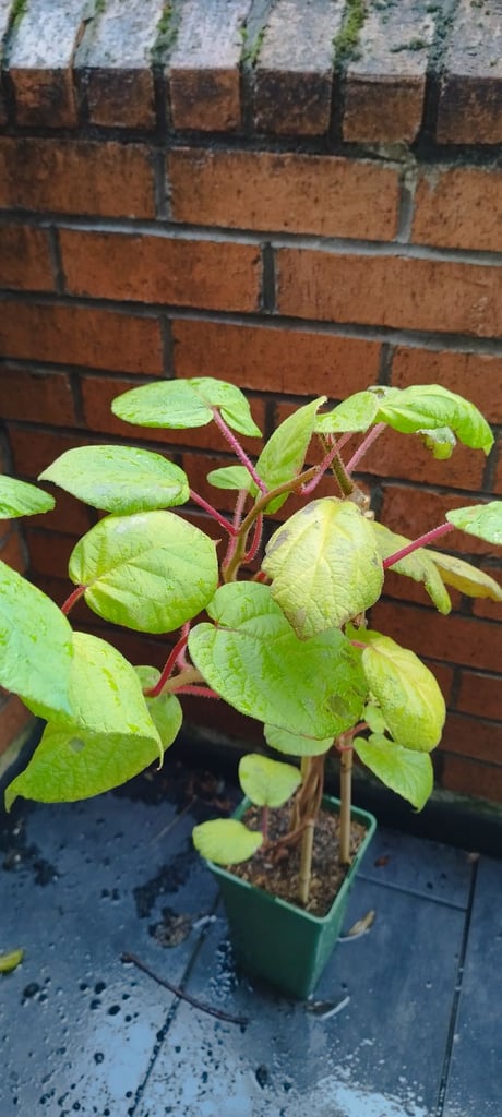 image for Kiwi plant 